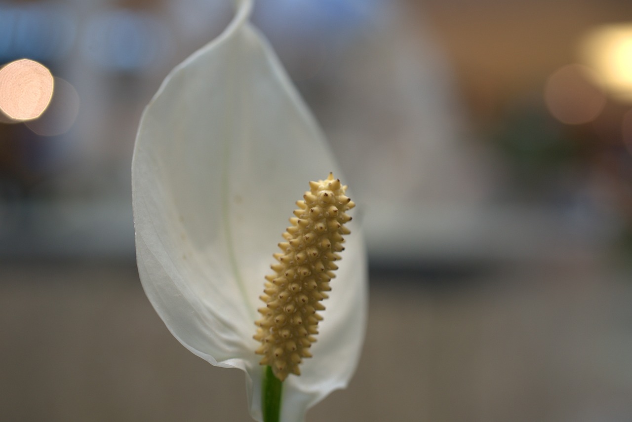 Spathiphyllum