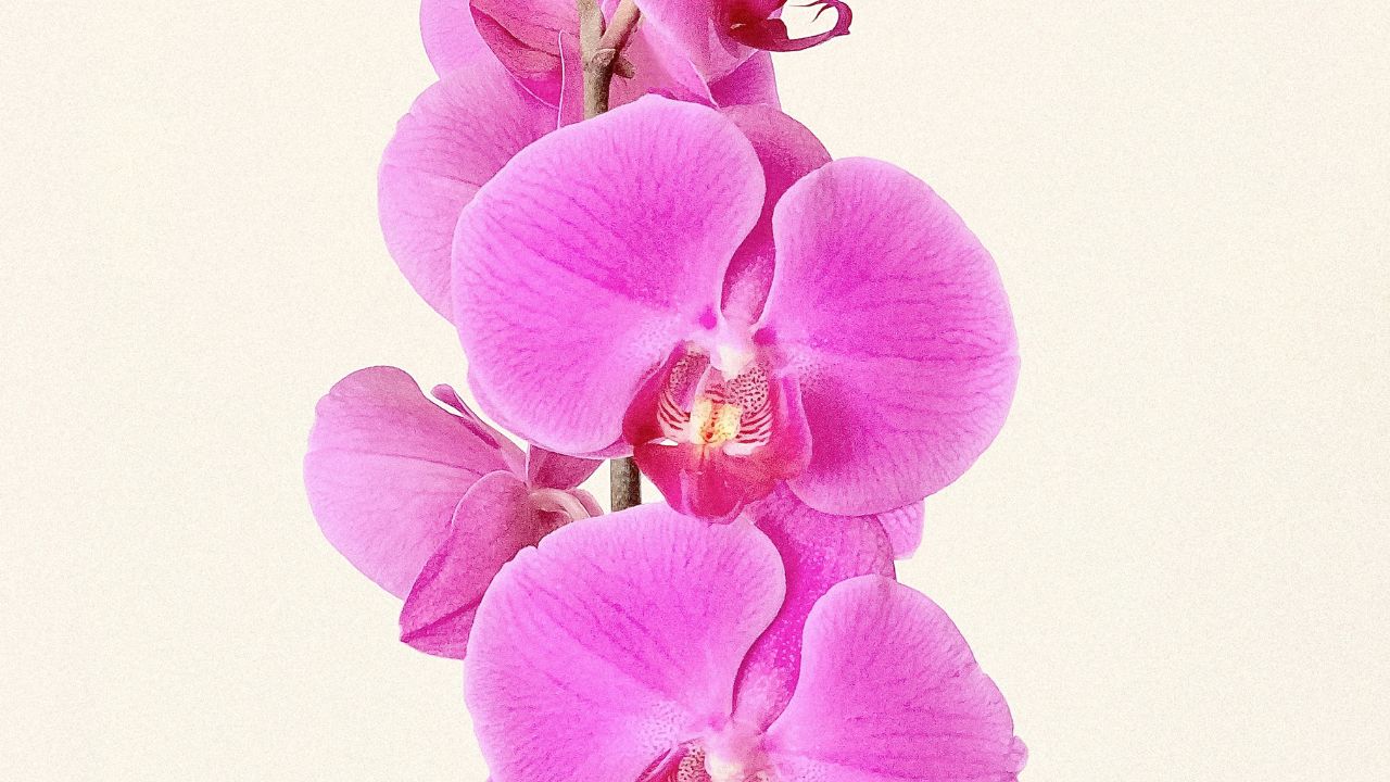 Orchidea viola