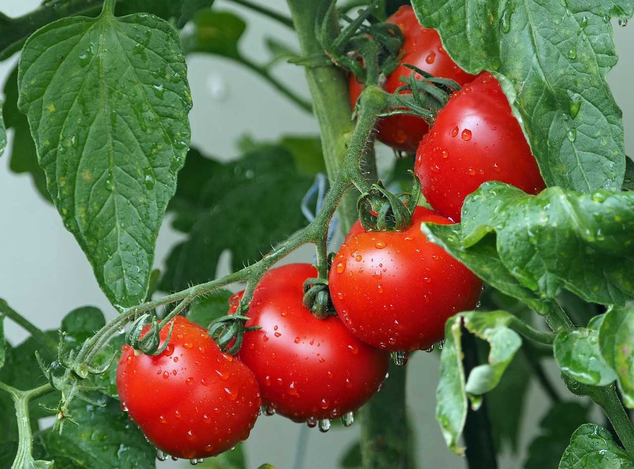 Albero di pomodori