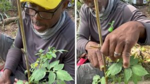 Il segreto del giardiniere che permette di far crescere le piante di pomodori al meglio