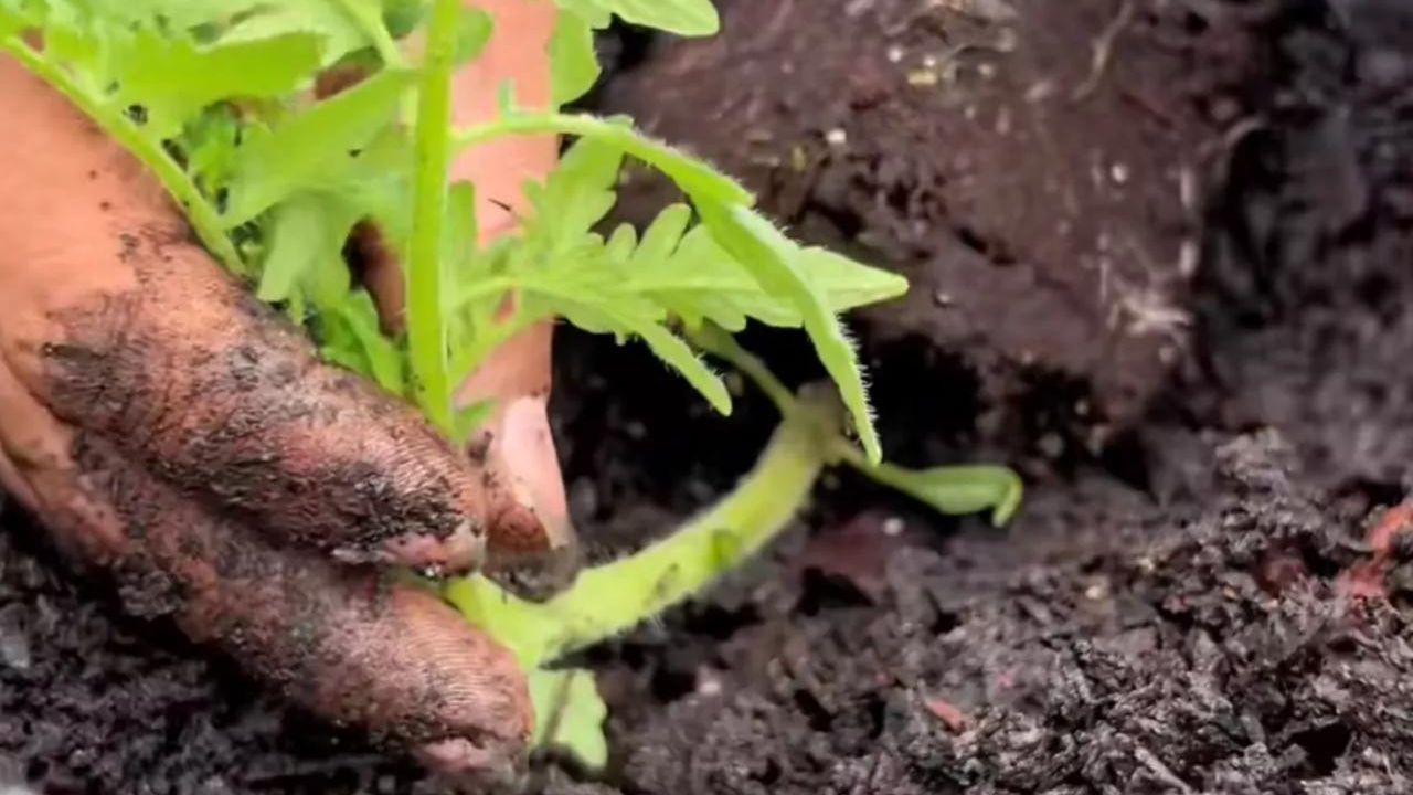 Mettere i pomodori inclinati