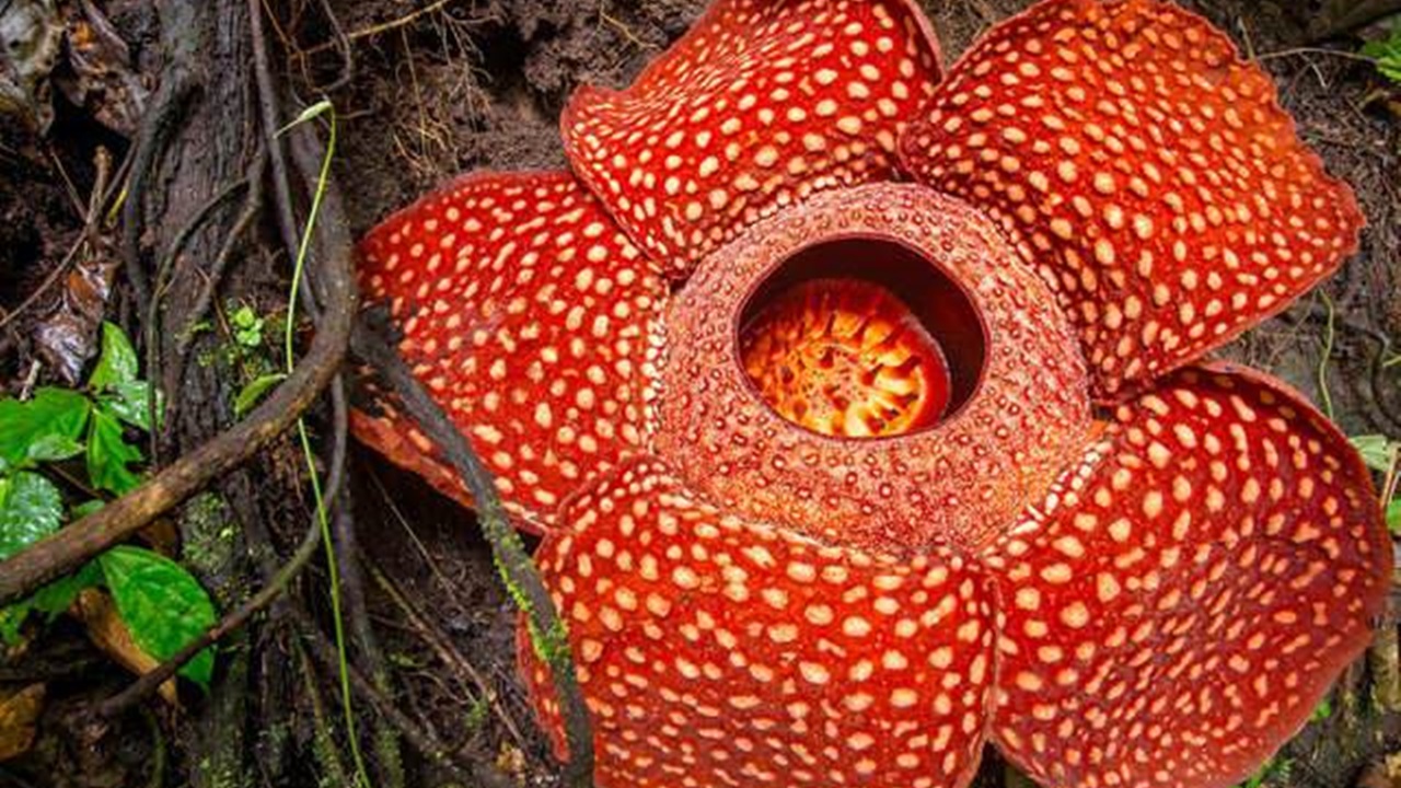 Voici La Plus Grande Fleur Du Monde Et Cest Aussi La Plus Odorante Cuisine Magique