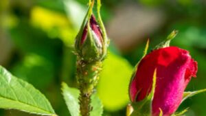 Bocciolo di rosa pieno di afidi? Risolvi così