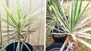 Dracaena marginata: i trucchi per coltivarla e farla crescere