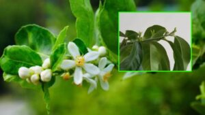 Perché la pianta di limoni perde i fiori? Intervieni così