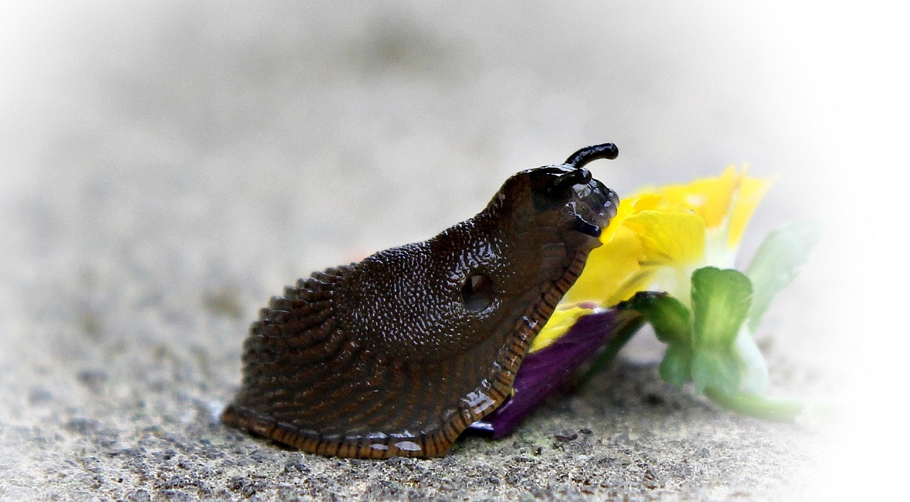 lumaca ignuda mangia