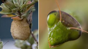 Se ti capita di trovare queste sacche di uova, taglia il ramo qualche centimetro sotto e trasferiscilo nel tuo giardino: sarà una benedizione per le piante