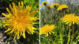 20 motivi per raccogliere i fiori di Tarassaco finchè non avrai le mani completamente gialle