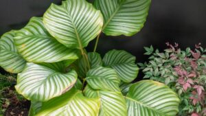 Mai sentito parlare della Calathea Orbifolia? Si chiama così per una particolarità unica