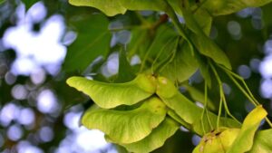 Cerchi piante che crescono velocemente e che portano ombra nel tuo giardino? Queste sono quelle giuste per te!