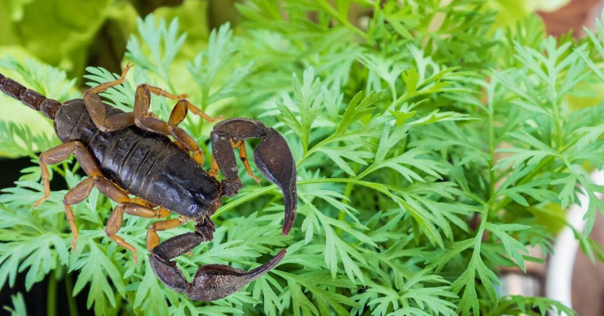 Scopri Le Piante Che Allontanano Da Casa Formiche Mosche Scorpioni