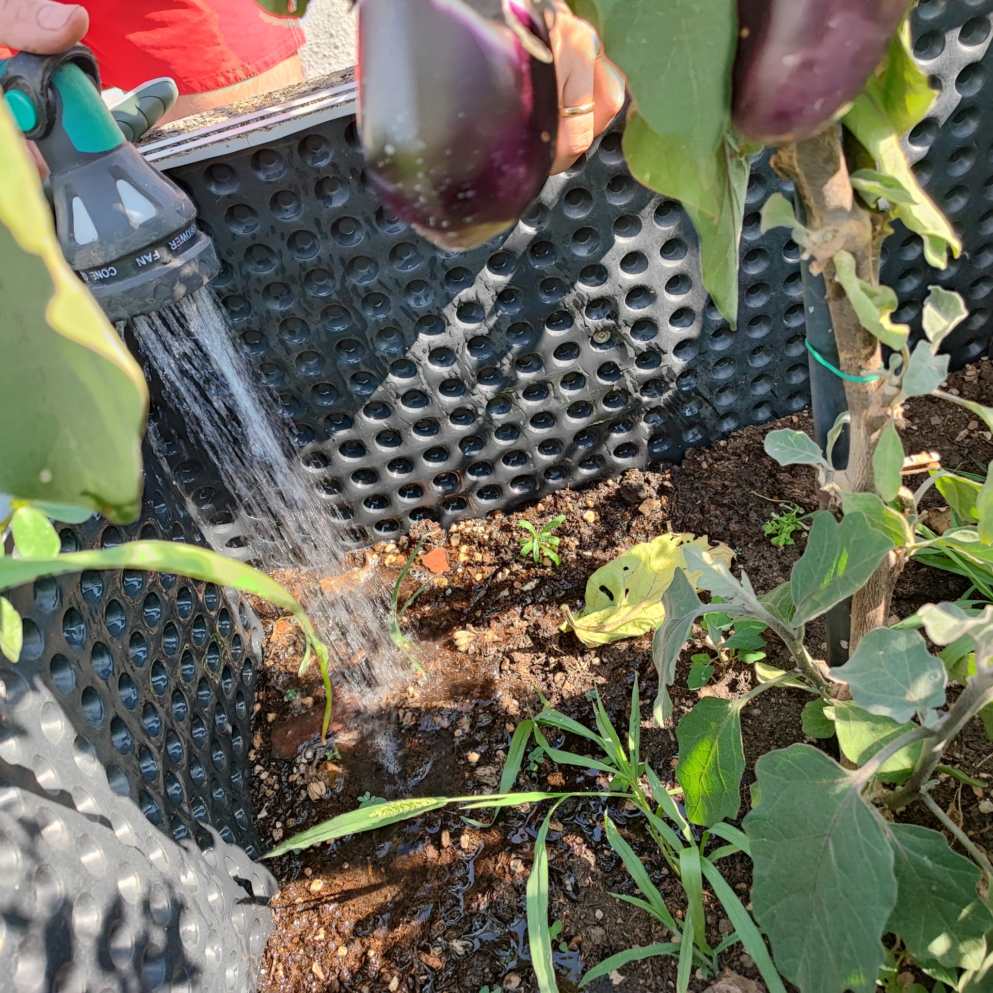 Potature delle melanzane, l'innaffiatura