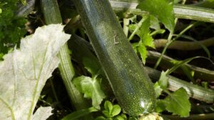 Perché dovresti piantare le zucchine a giugno