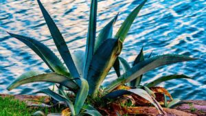 Quello che devi sapere prima di coltivare l’agave: tutti i trucchi e i consigli degli esperti