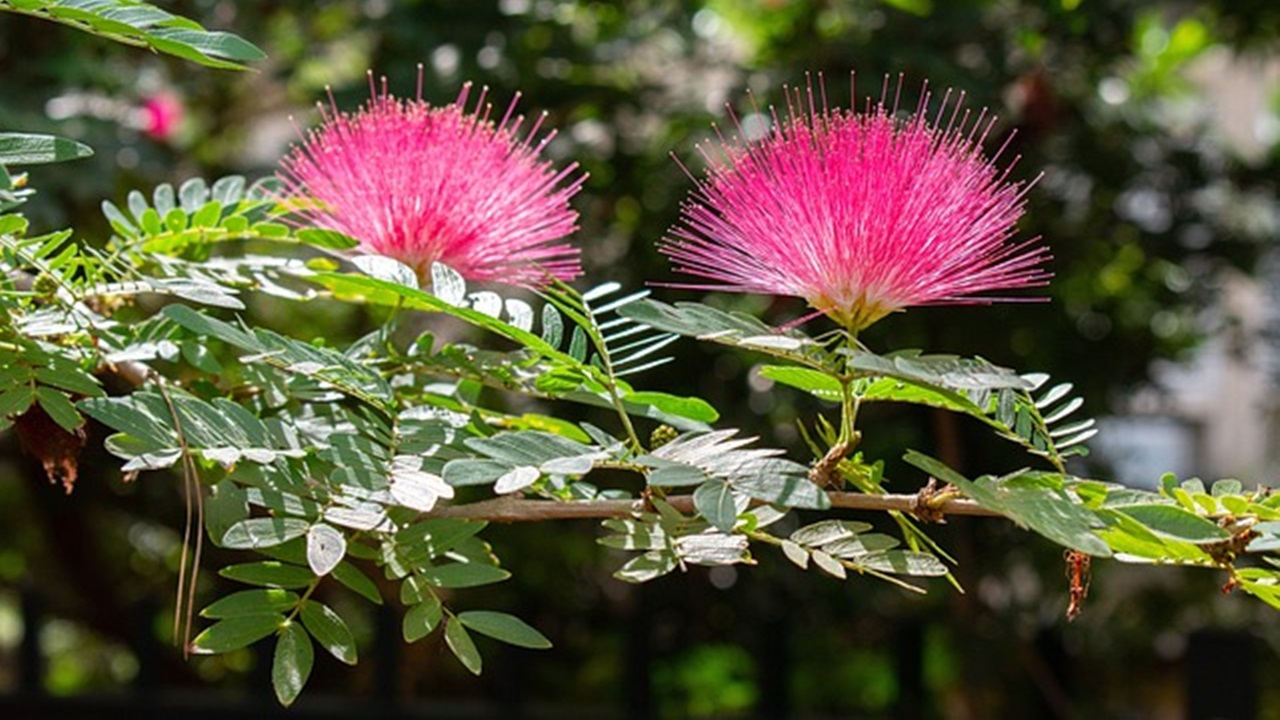 fiori fucsia