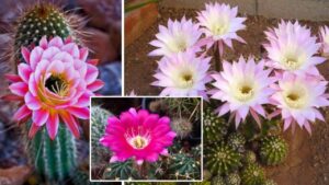 Aiutare i cactus a fiorire: un trucchetto poco conosciuto