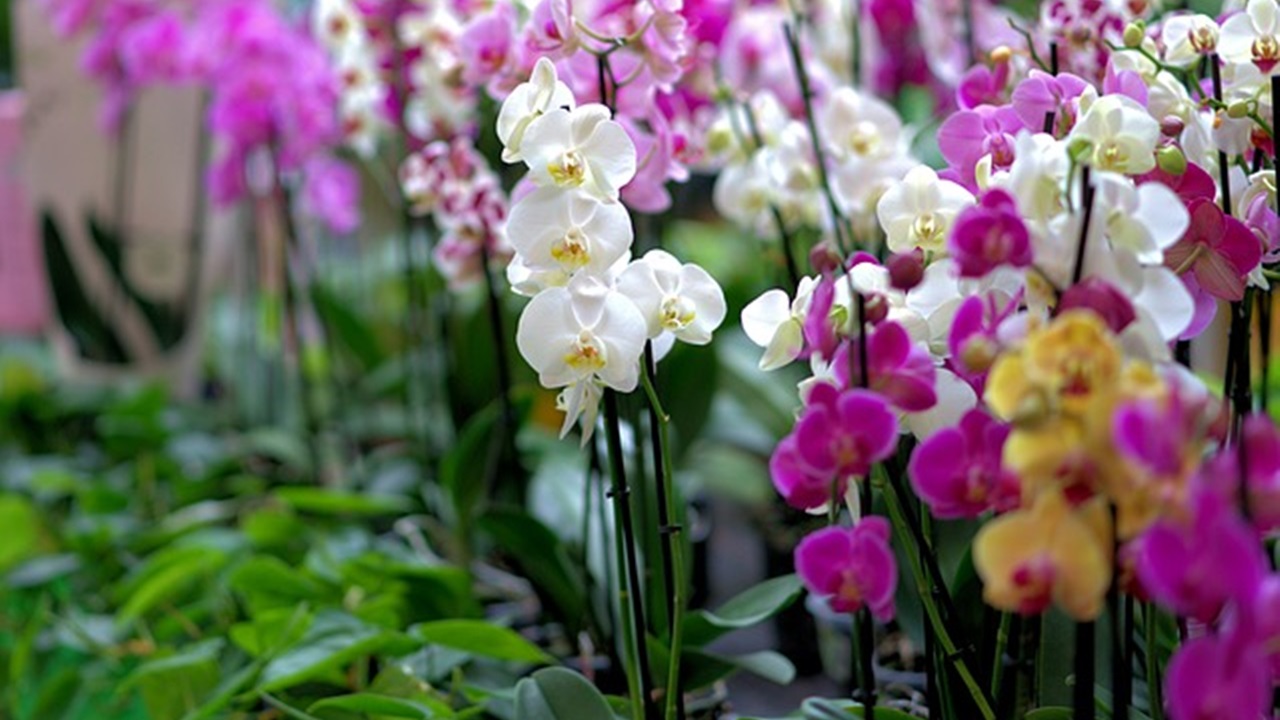 piante di orchidee