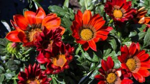 Gazania: come stimolare la fioritura