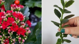 Tutti i passaggi da seguire per propagare la Kalanchoe