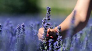 Sei tra quelli che conosce i benefici della coltivazione della lavanda? No? Allora scoprili qui