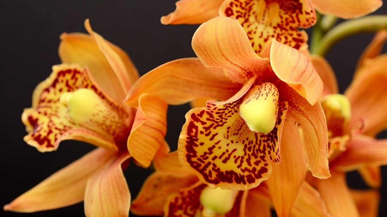 fiori di orchidee