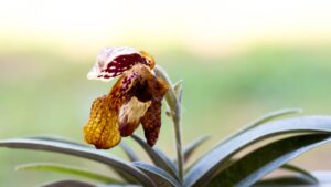 I fiori dell’orchidea appassiscono all’improvviso? Questo è il motivo per cui accade