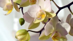 Non hai tanta luce in casa? Ecco la soluzione per la tua orchidea