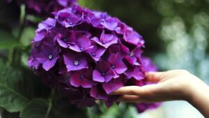 Come mai l’ortensia è piena di foglie ma senza fiori