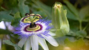 Passiflora Caereluea, la pianta rampicante della passione, tutto quello che dovresti sapere prima di coltivarla