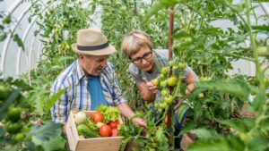 Il trucco del giardiniere per legare i pomodori nell’orto