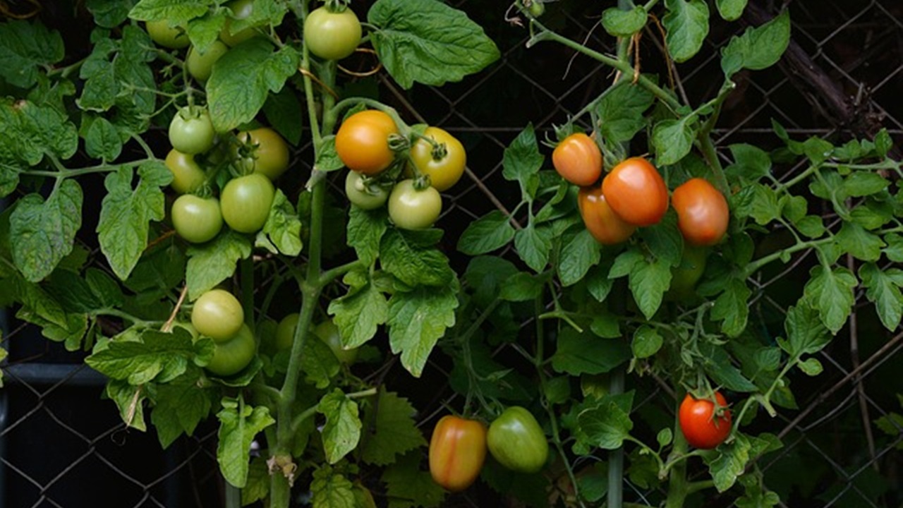 piante di pomodori