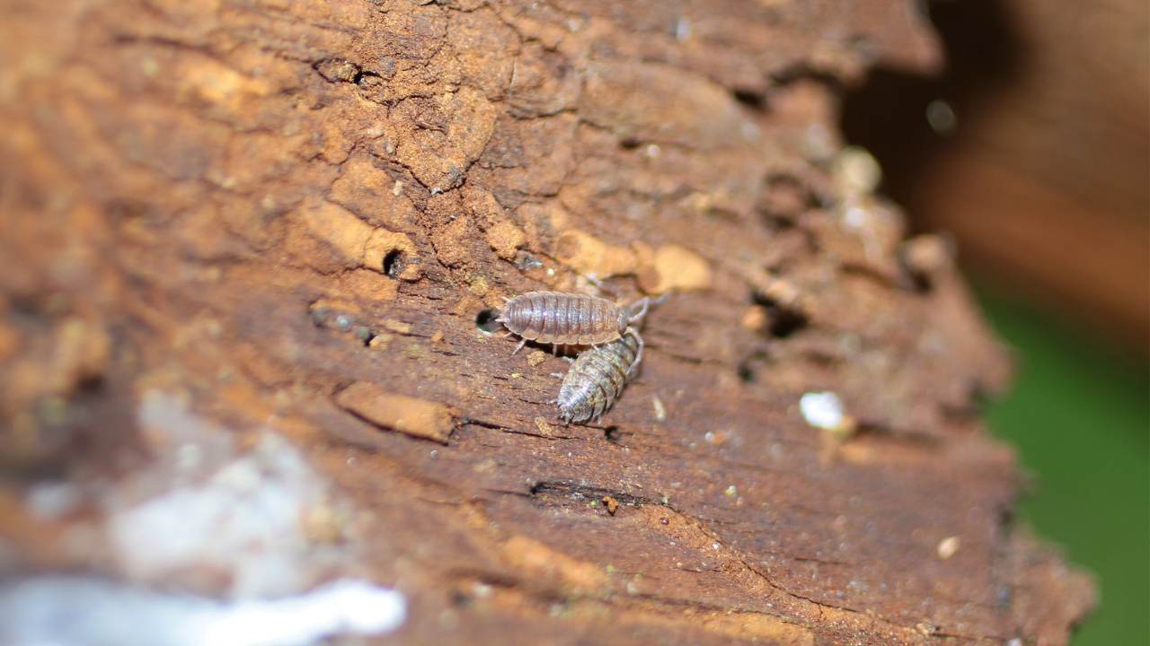 Armadillidium Vulgare