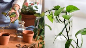 Coltivare il pothos: il trucchetto del bicchiere o del vasetto