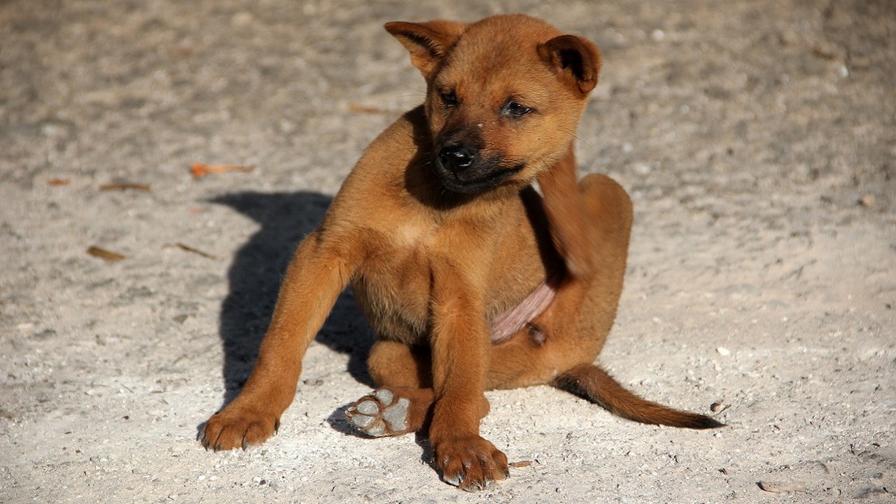 cane che si gratta