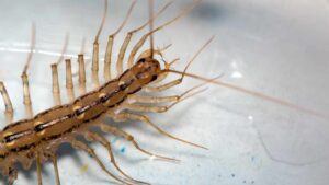 Fai attenzione alla scolopendra in casa o giardino: ecco il motivo