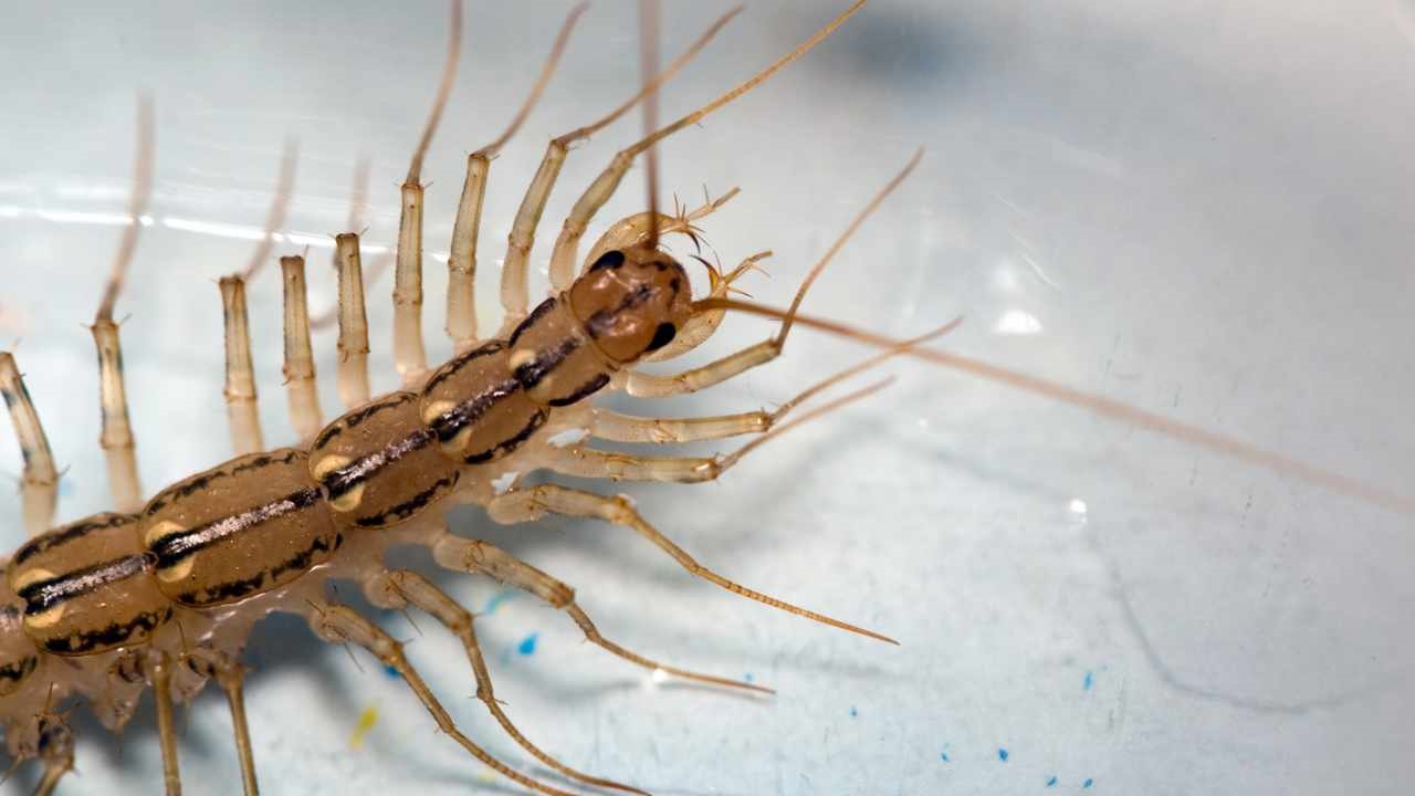 scolopendra invertebrato