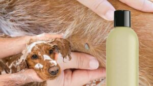 Togliere le pulci al cane senza danneggiare la pelle? Basta questo shampoo che puoi fare a casa