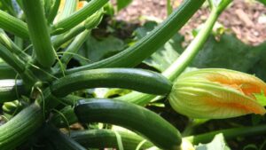 Il trucchetto della nonna per avere un raccolto di zucchine triplicato