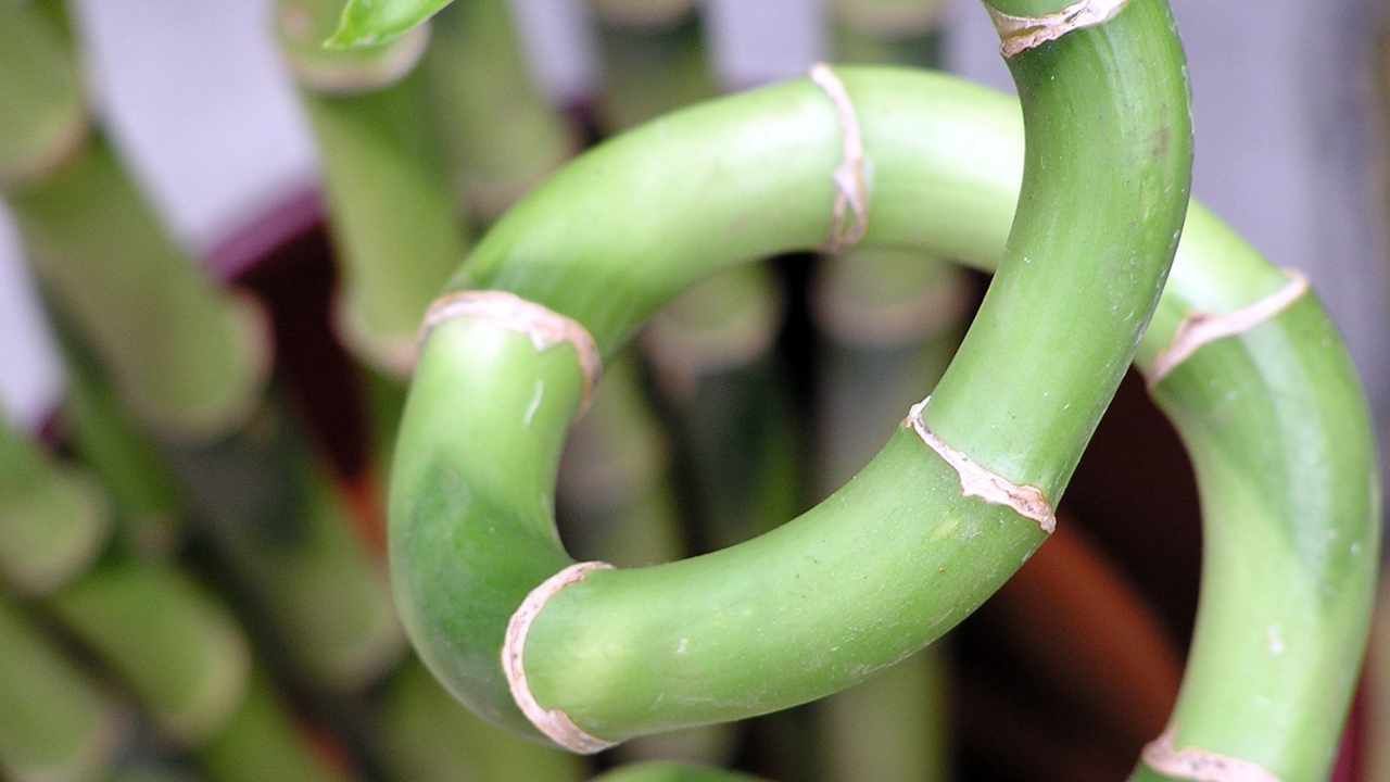 Dettaglio dracaena sanderiana