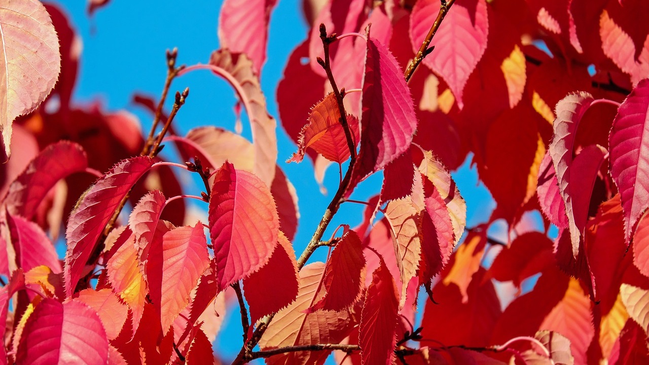 foglie rosse