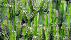 No, non stai sognando: anche i cactus possono fiorire! Ti spieghiamo come