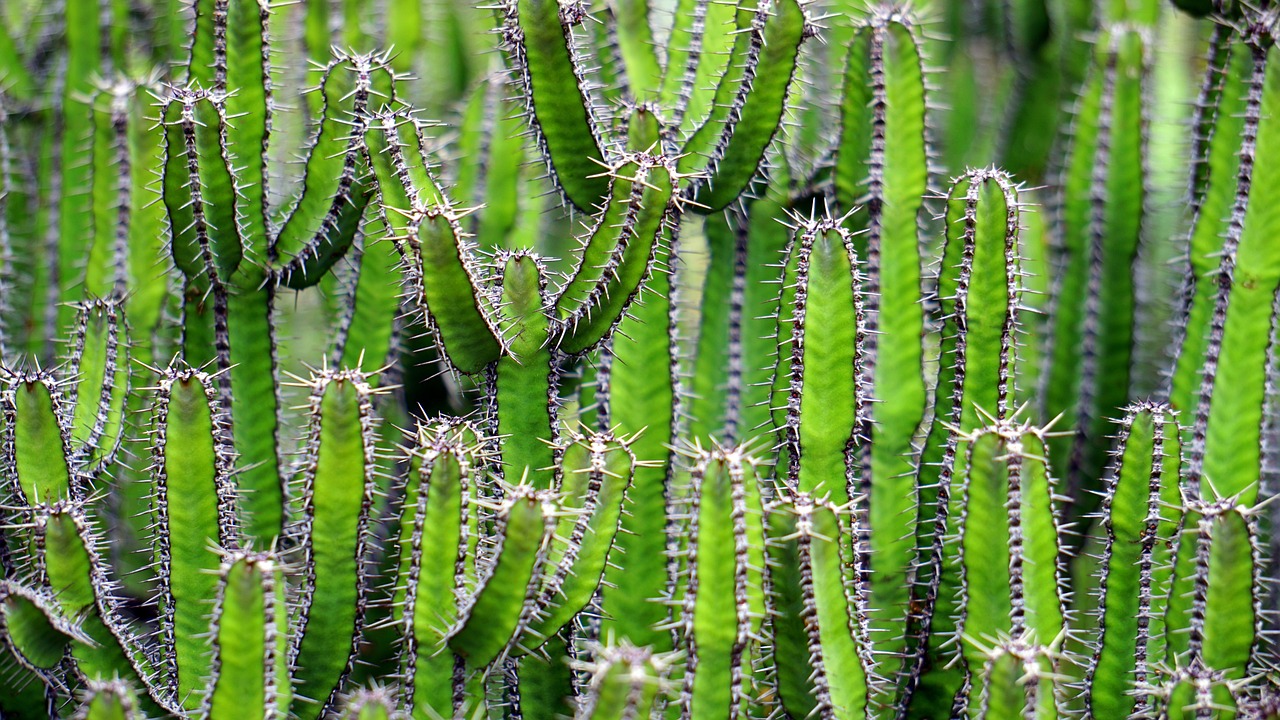 Cactus