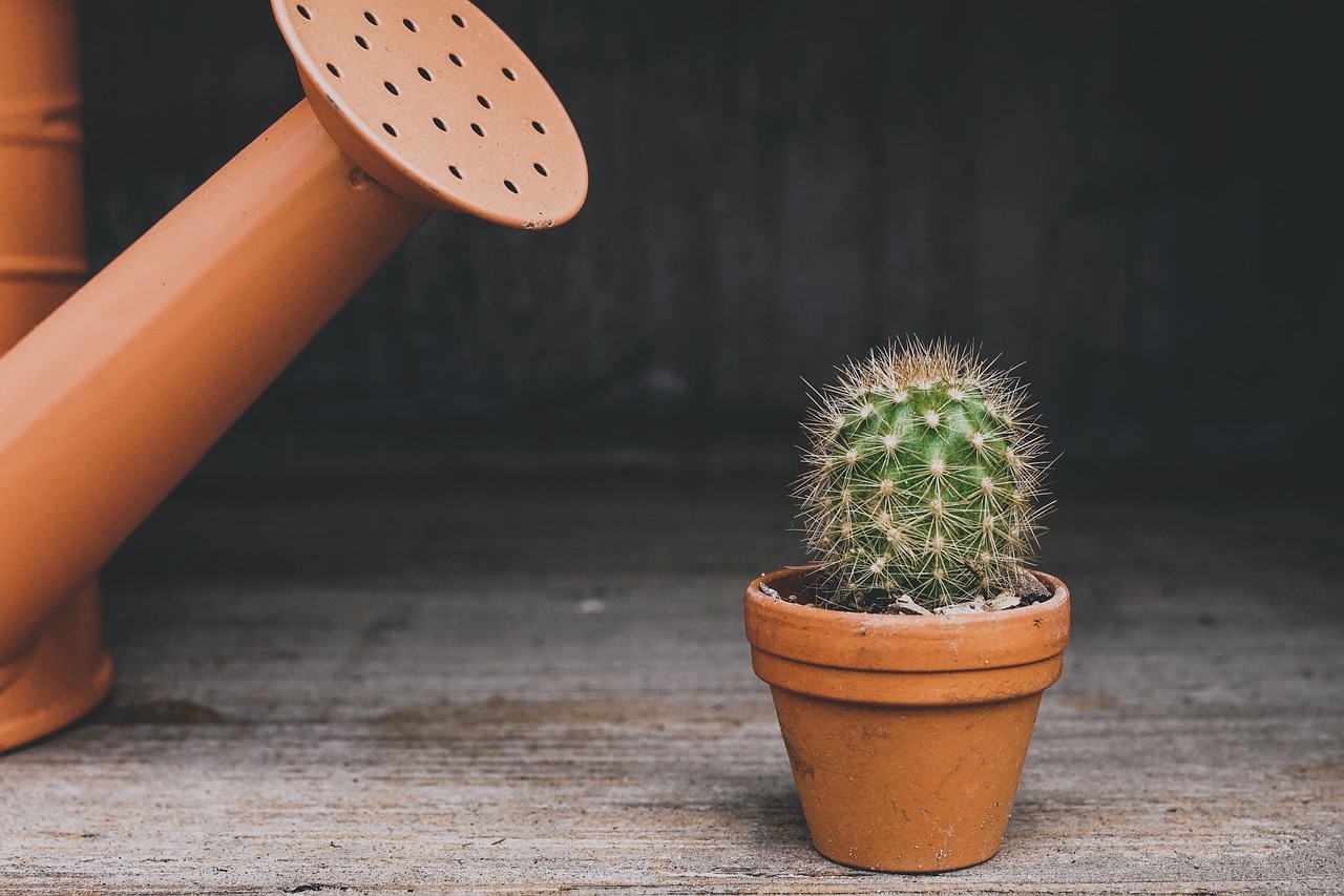 Annaffiare cactus