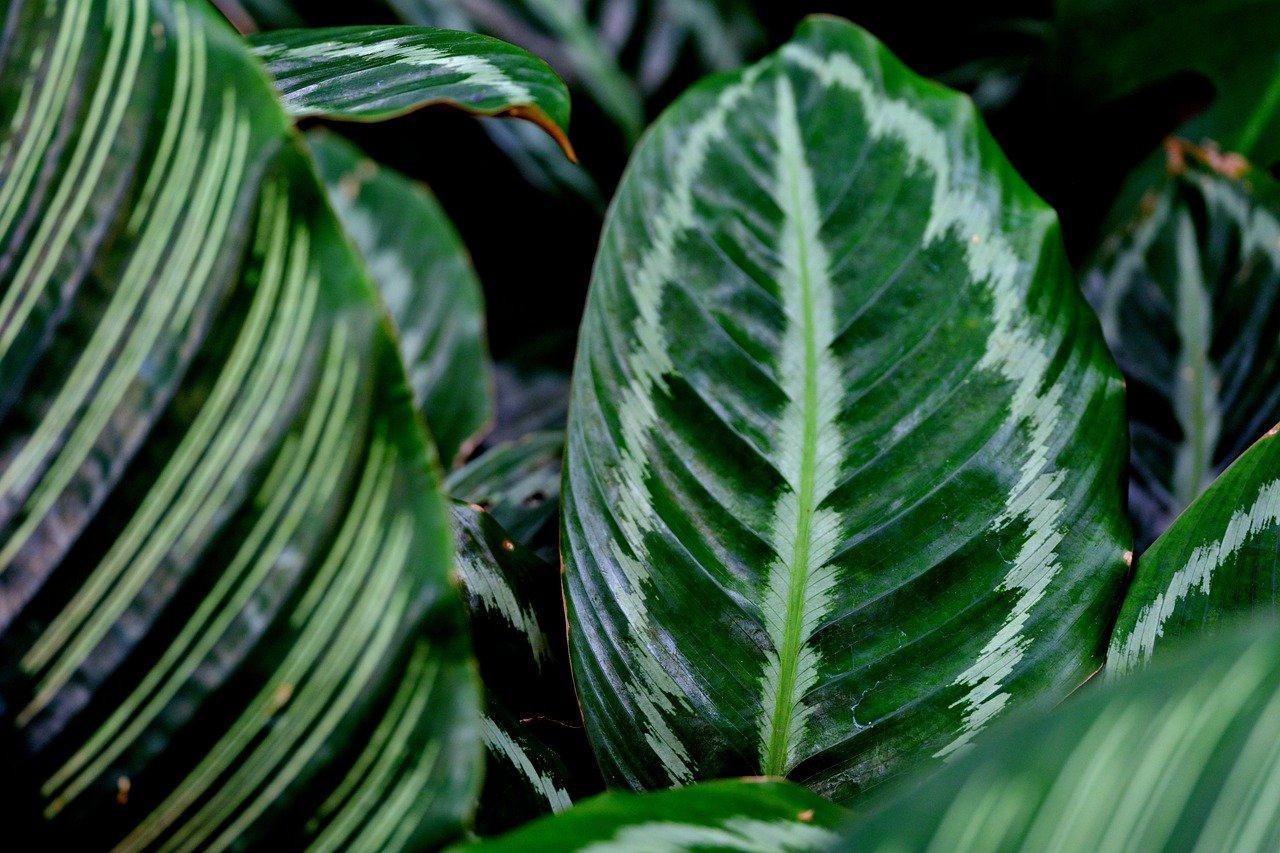 Impianto Calathea