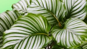 Calathea, una delle piante più belle che depura l’aria: come coltivarla e farla durare