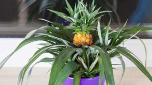 Non spendere più soldi, puoi averla in casa a costo zero. Coltiva così la tua ananas