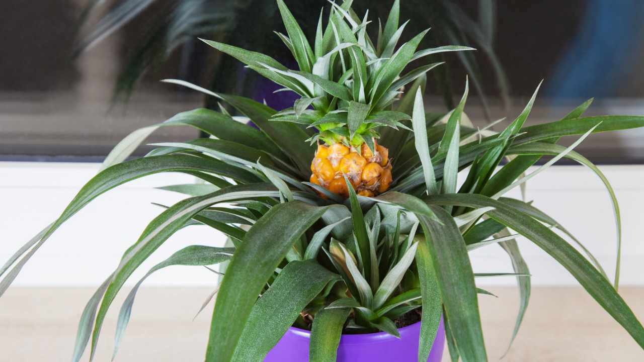 Coltivare l'ananas