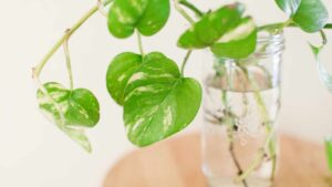 Coltivare il pothos in acqua: le 4 cose da evitare