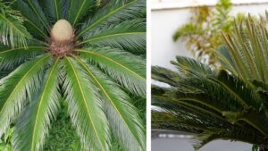 La cycas ha prodotto nuove foglie? Come prendertene cura