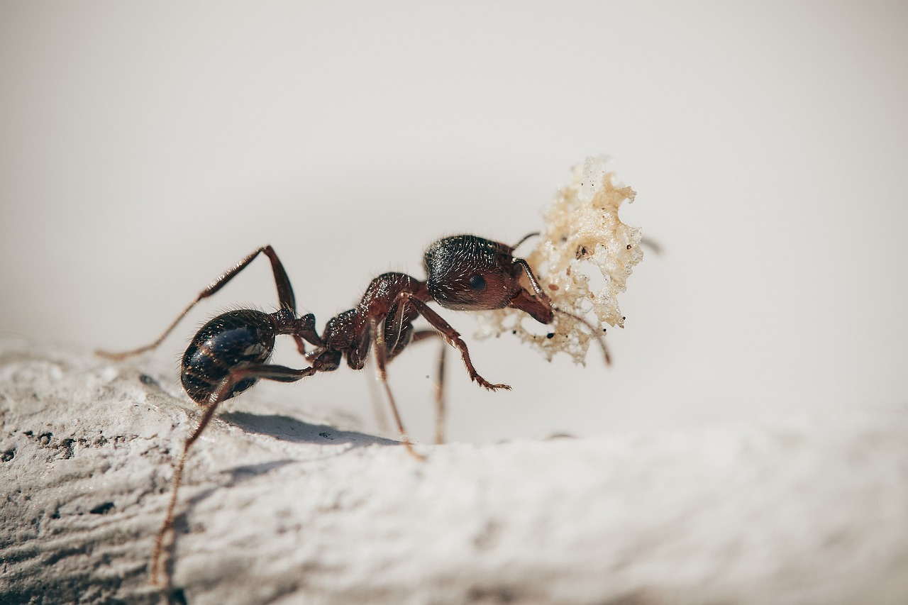 Formica nella sabbia